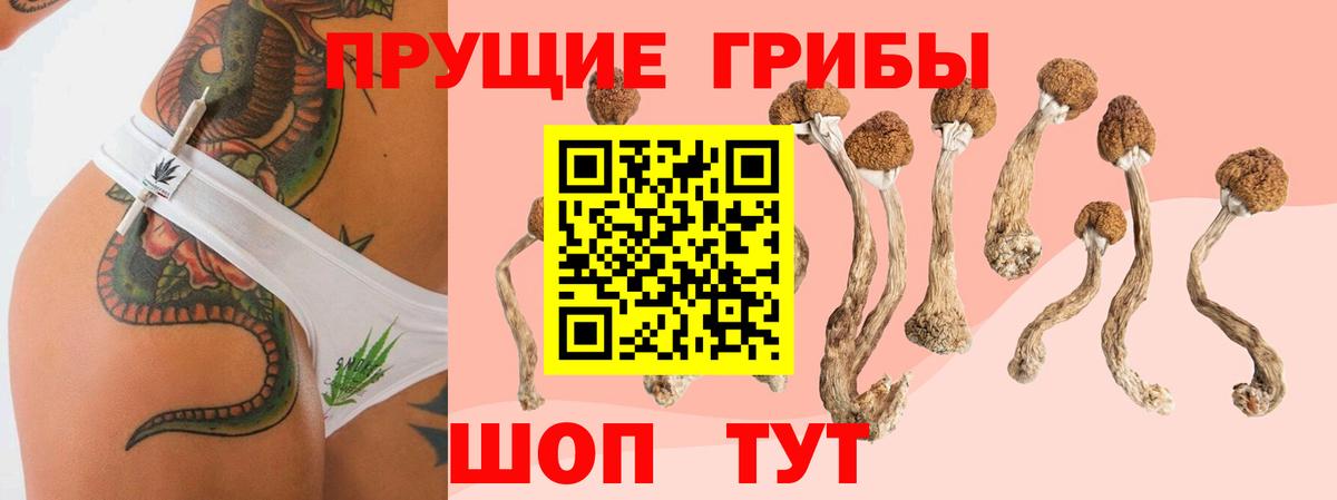 Белебей  Галлюциногенные грибы Psilocybine cubensis  Вход с VPN 